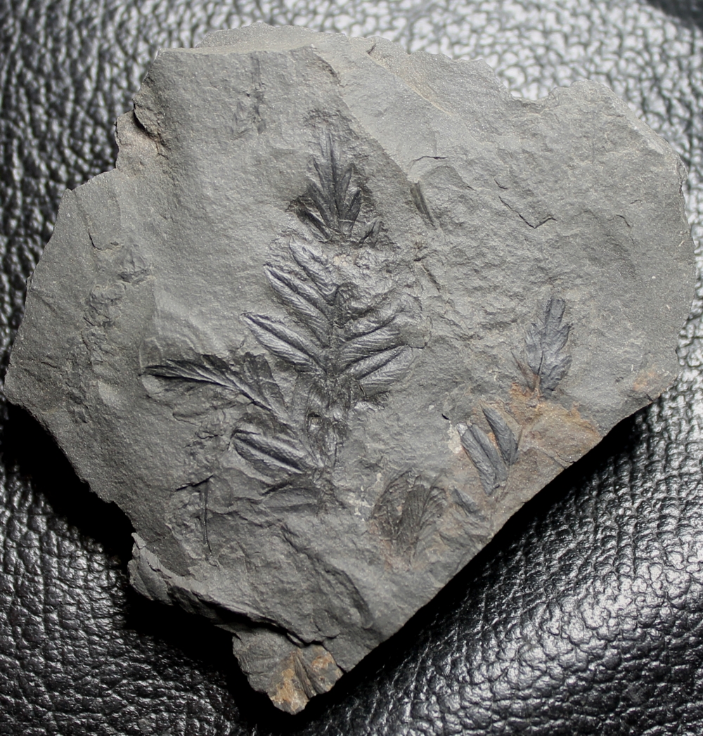 Mariopteris nervosa 