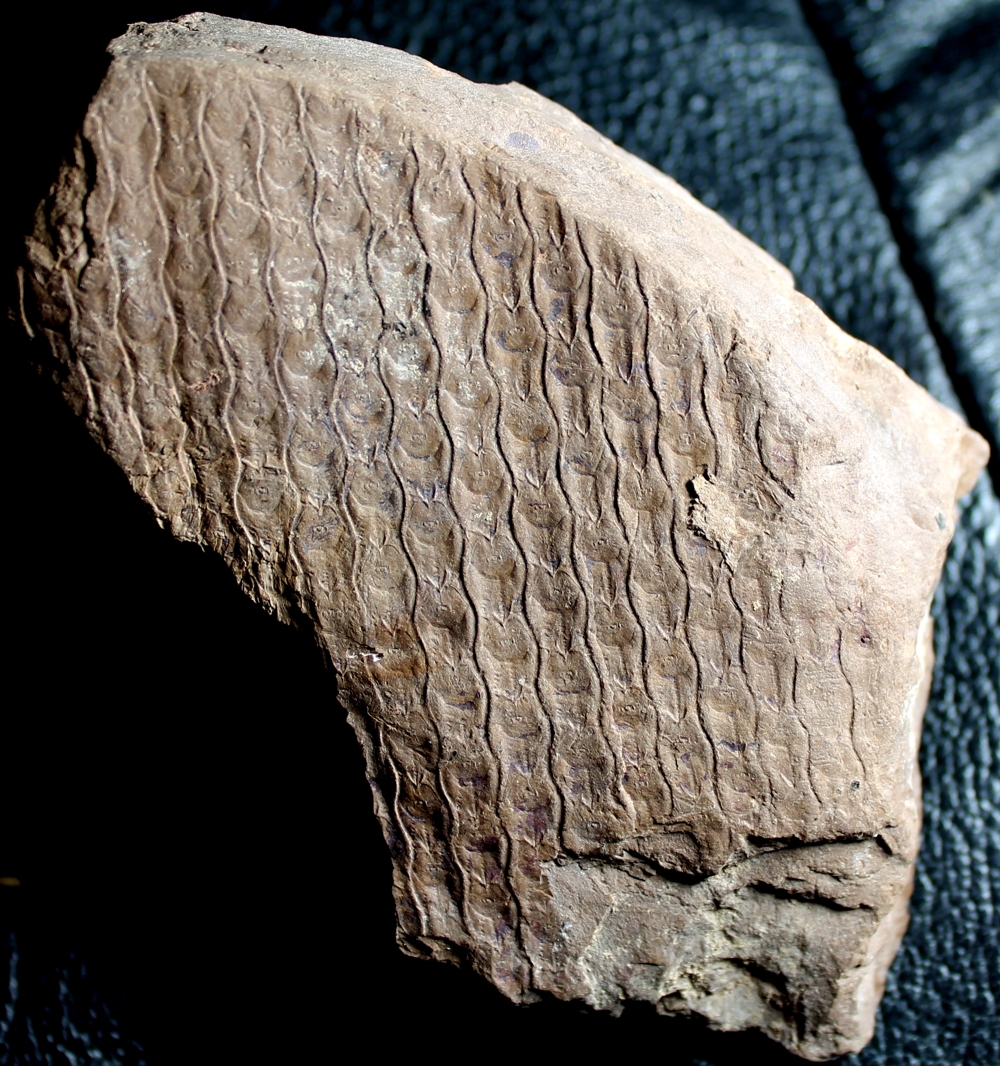 Sigillaria canobiana