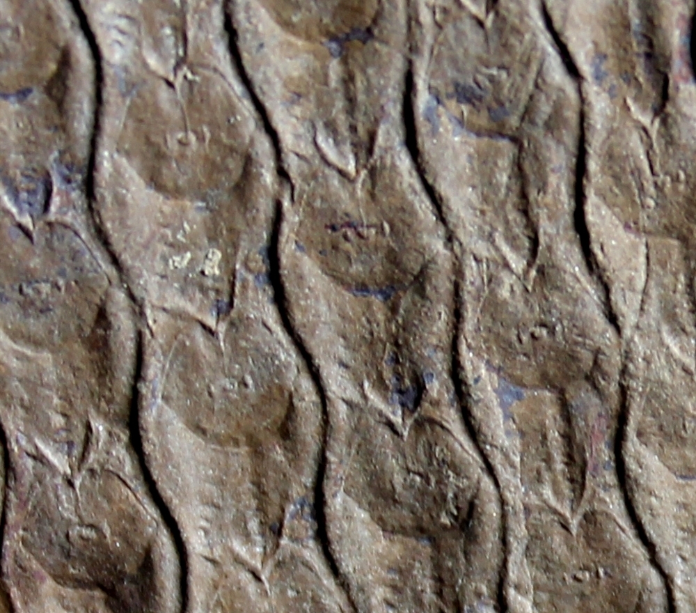 Sigillaria canobiana