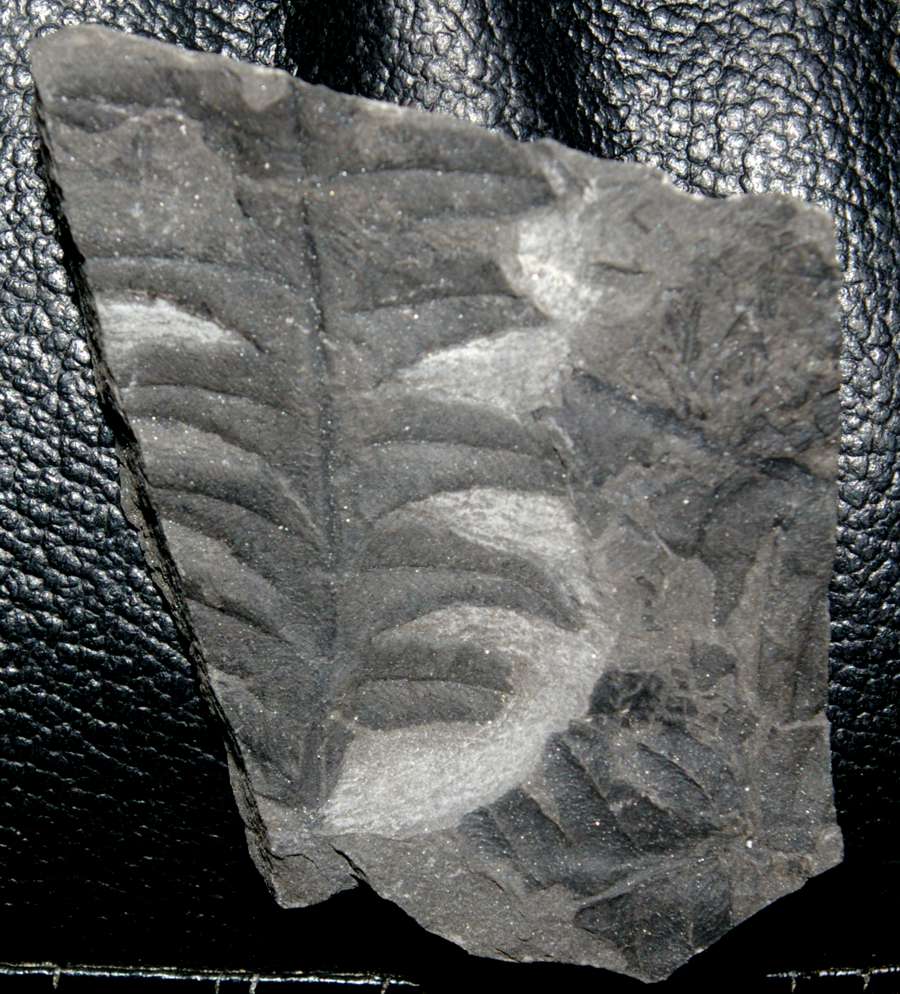 Lonchopteris bricei.jpg