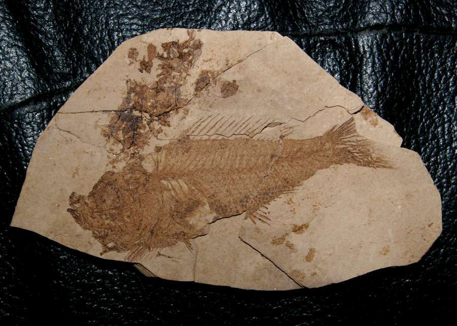 poisson fossile