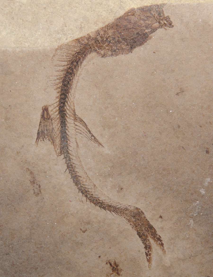  poisson fossile