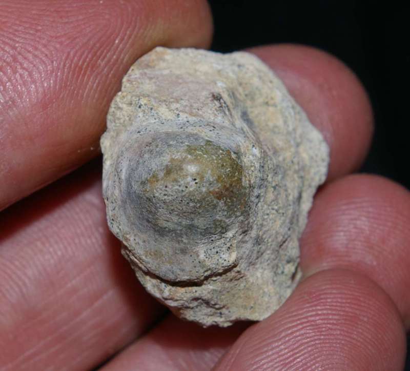 Fish Jurassic, Callovian fossil tooth  