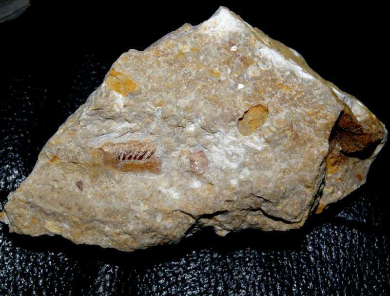 Triasic fossil fish husk  