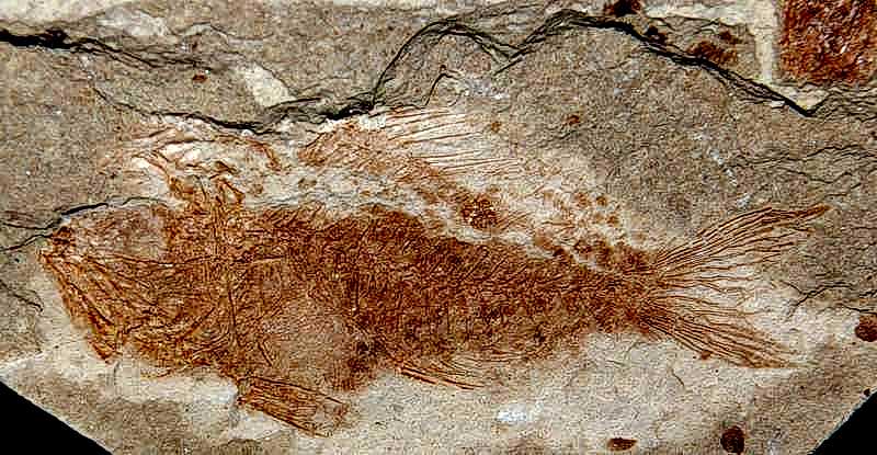 Serranus budensis fossils fish