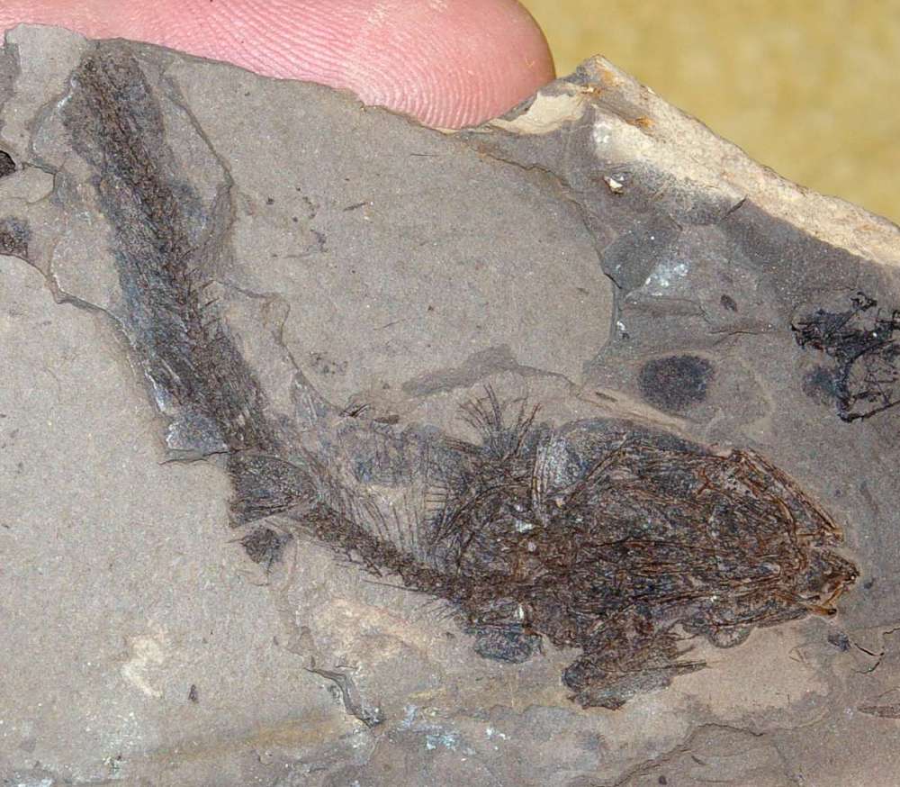 Clupea sp Fossils Fish