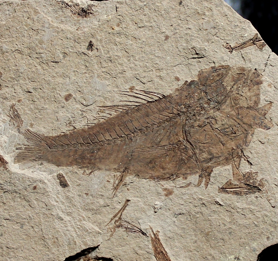 Fossil Fish Serranus sp