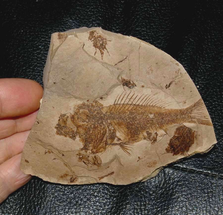fosils Serranidae