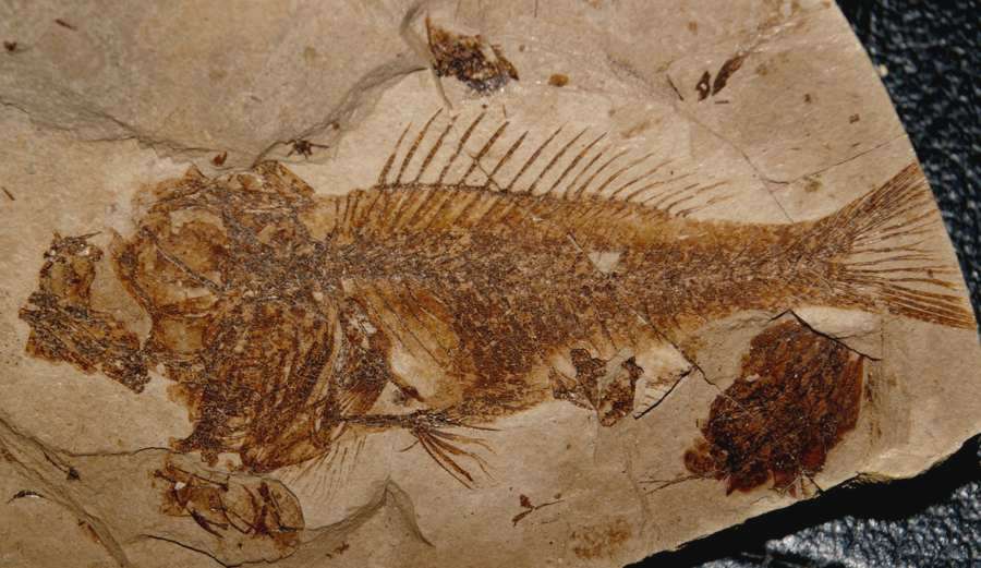 fossil Serranidae