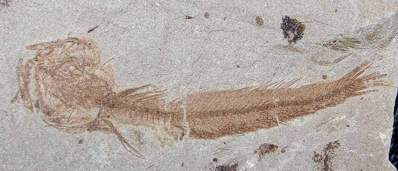 Fossils fish.jpg