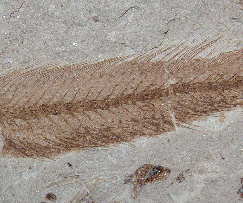 Fossil fish.jpg
