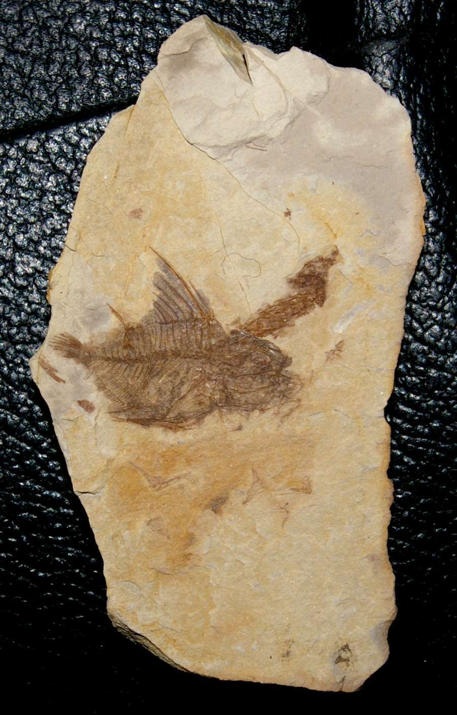 fossils fishes