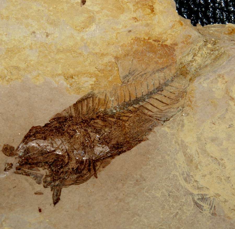 Serranus budensis fossil fish