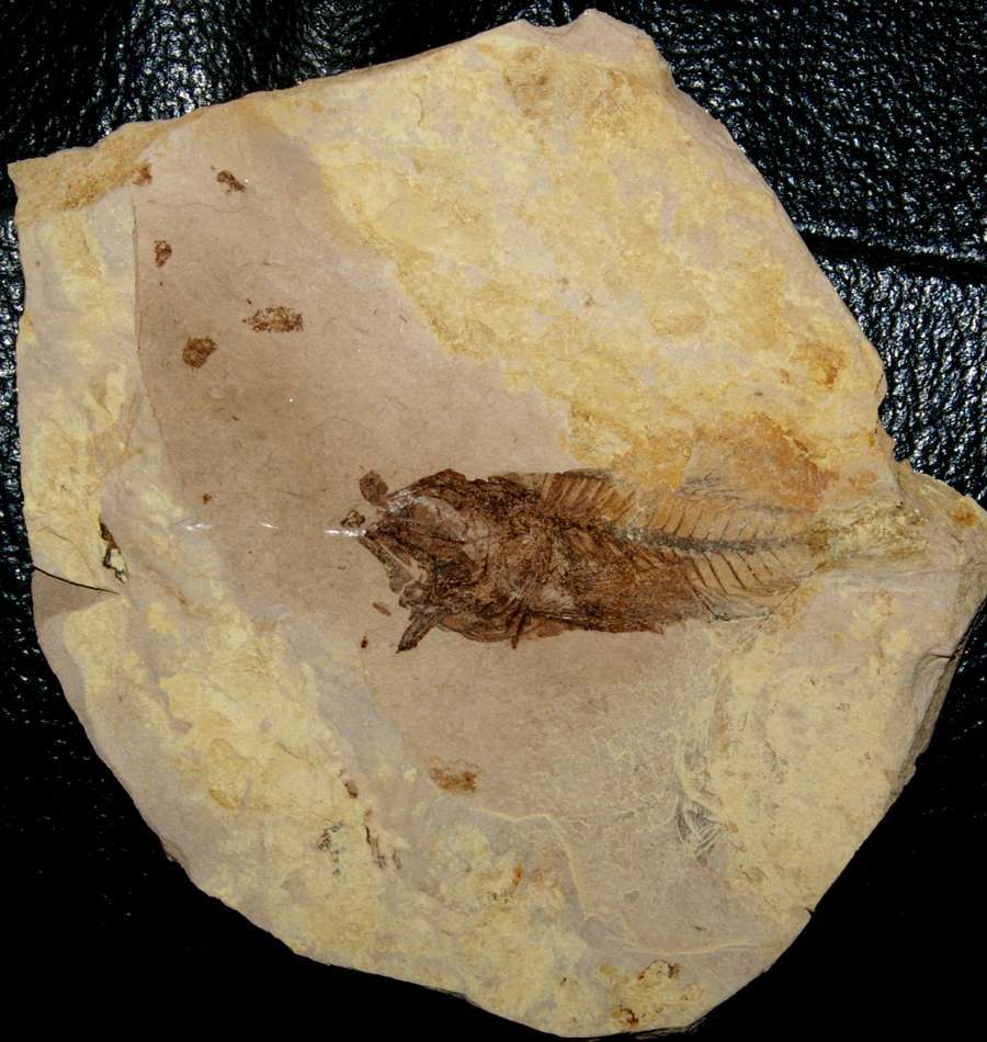 Oligonene fossil fish