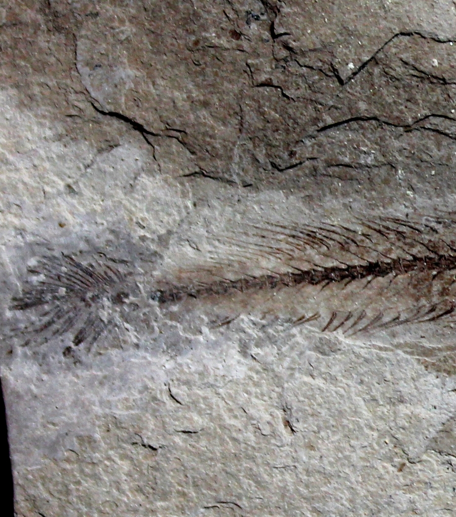 Fossils Fish Paleogadus