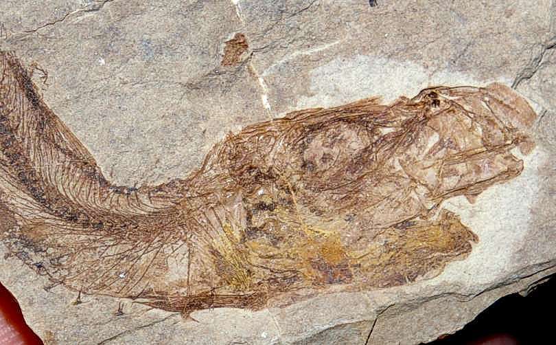 Fossil Fish Alosa