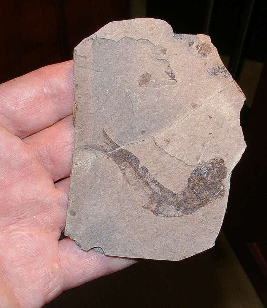 Clupea fossil.jpg