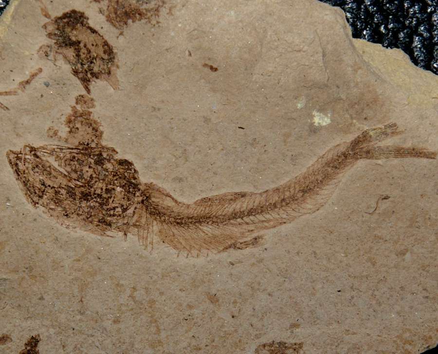 Fossilien Fisch Clupea