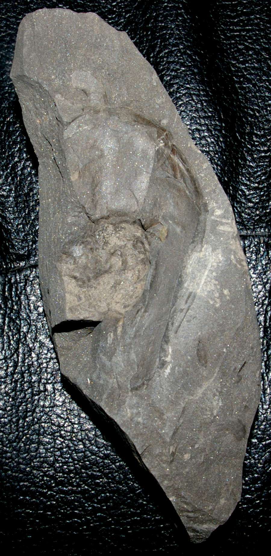 Devonian fossil fish