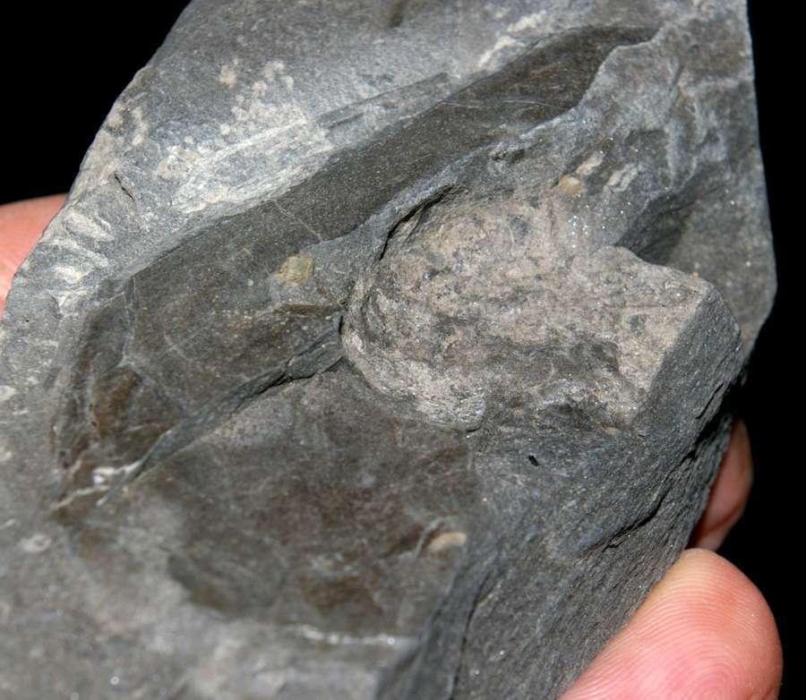 Devonian fossil fish