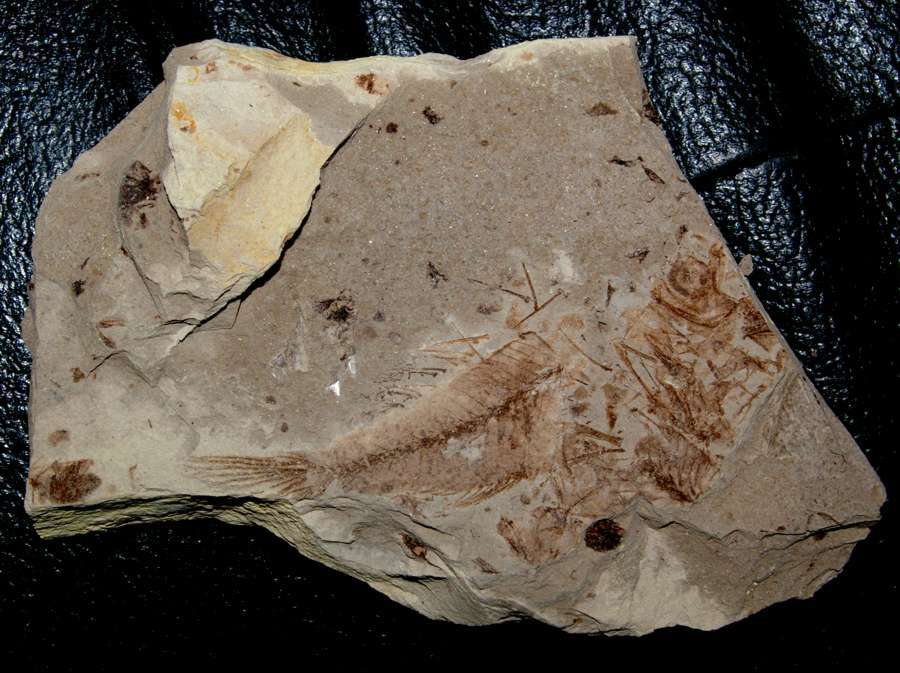 Oligocene fossil fish.jpg