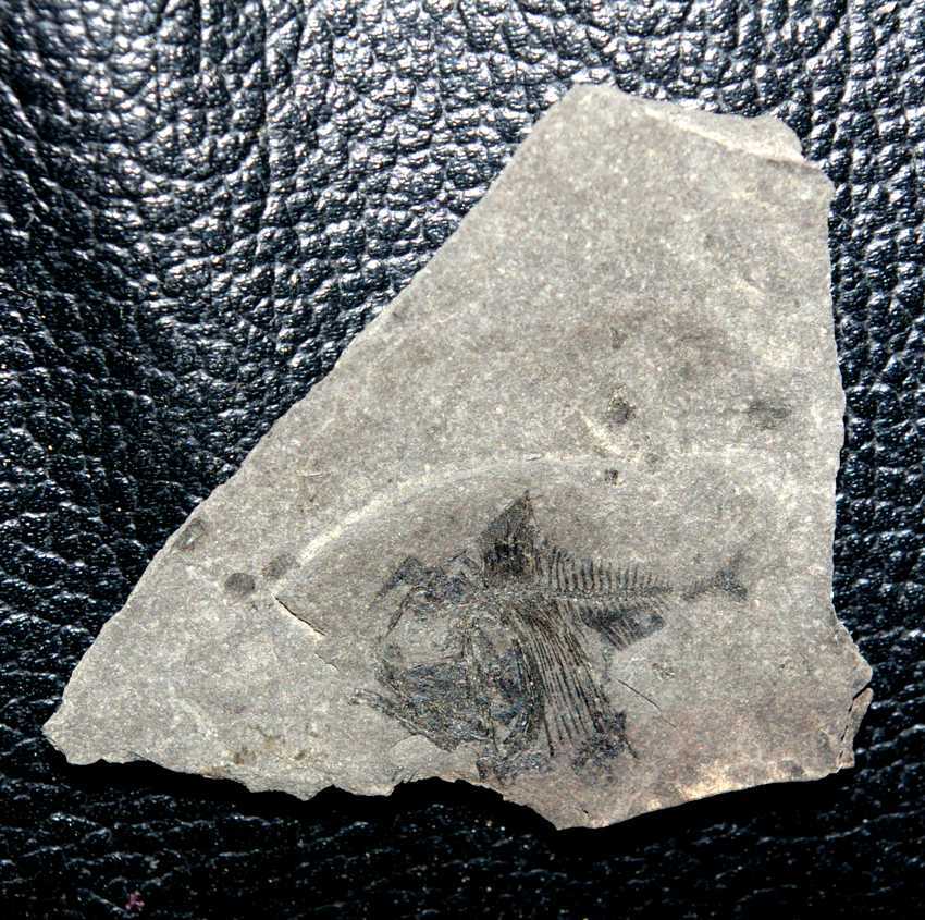 Argyropelecus cosmovicii Oligocene fish
