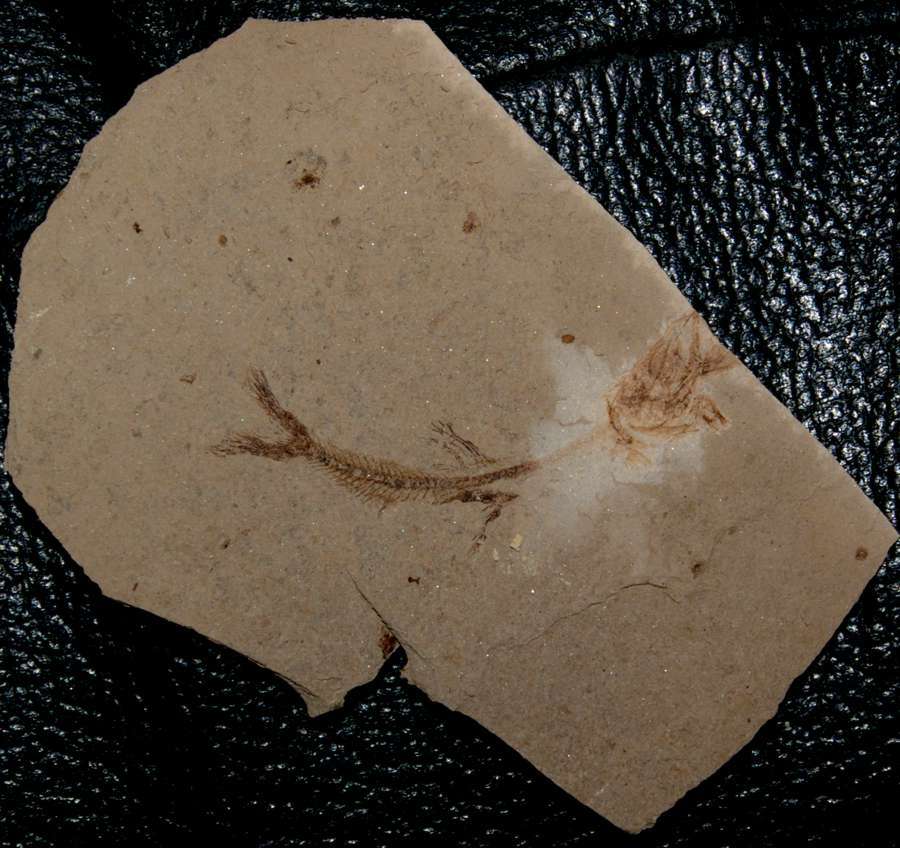 Argentinidae fossil