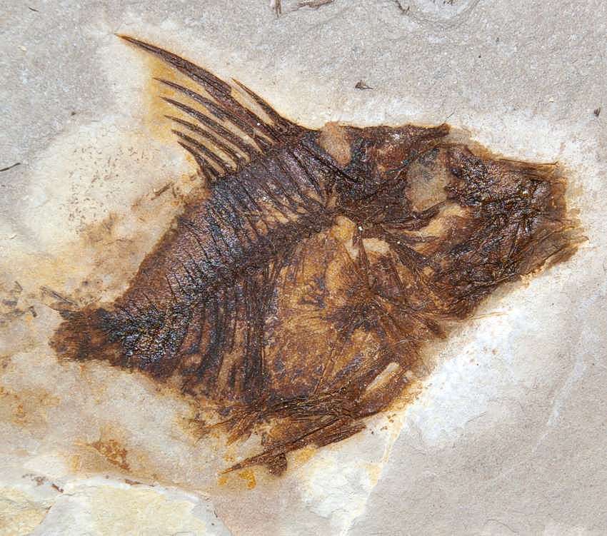 Museum quality fossil