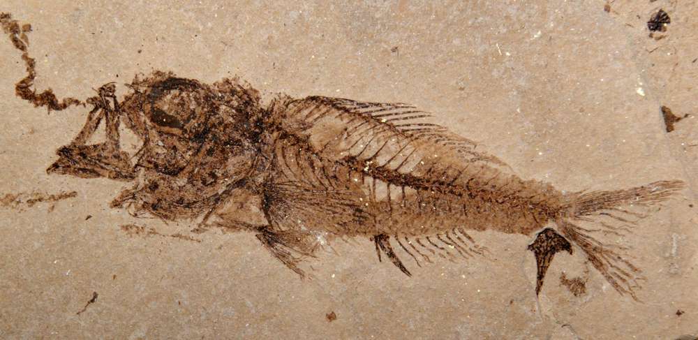Oligocene Fossil fish