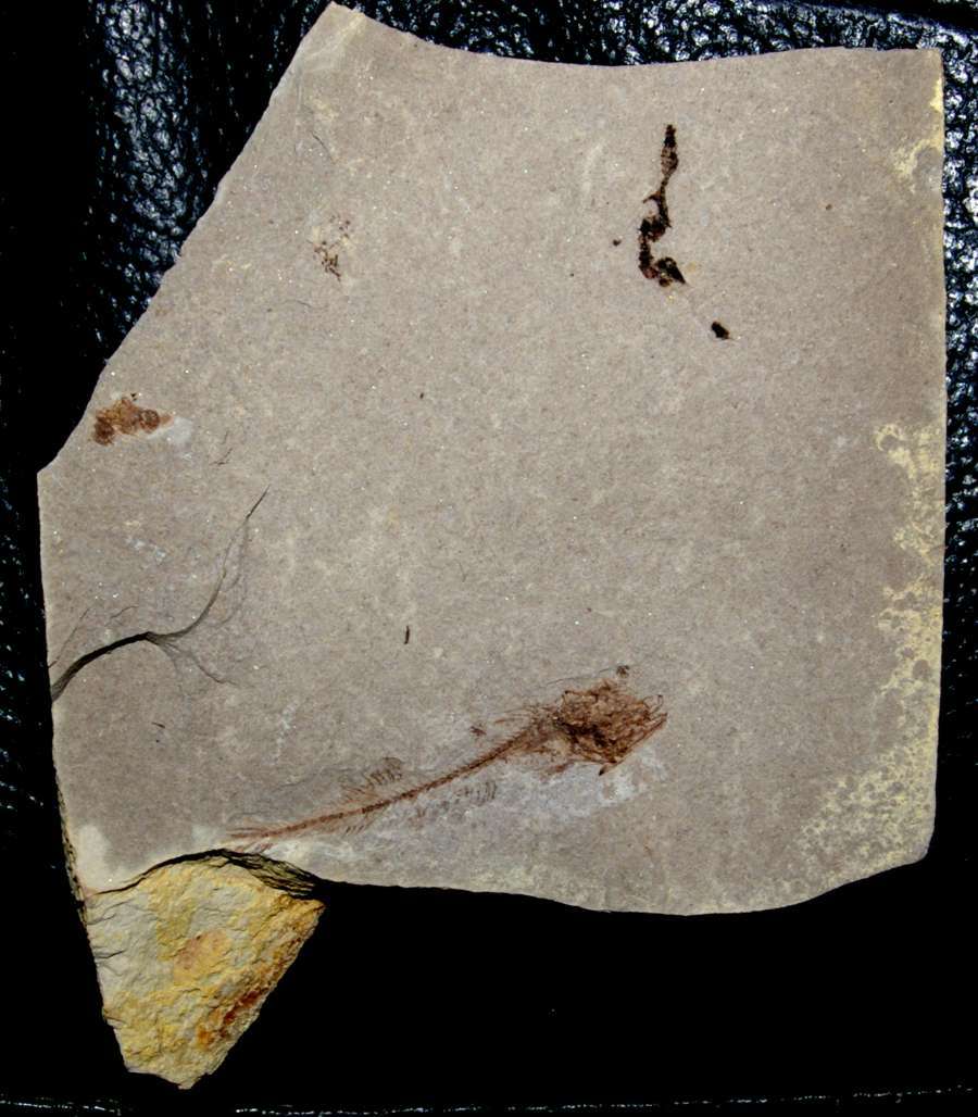 Fossil Paleogadus