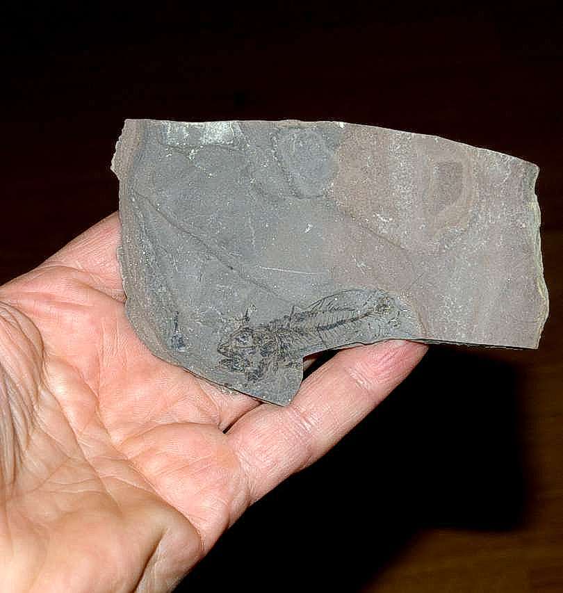 Fossil Serranus