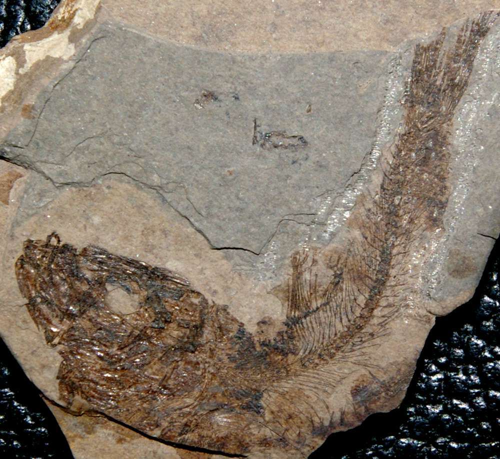 Fossil fish Clupea