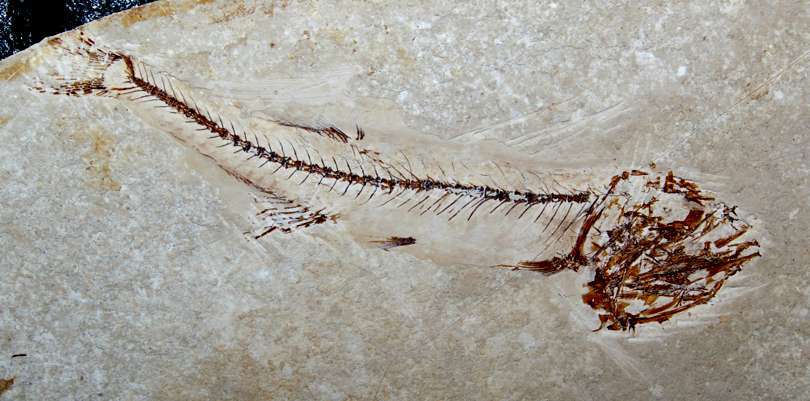 Fossilien Fisch