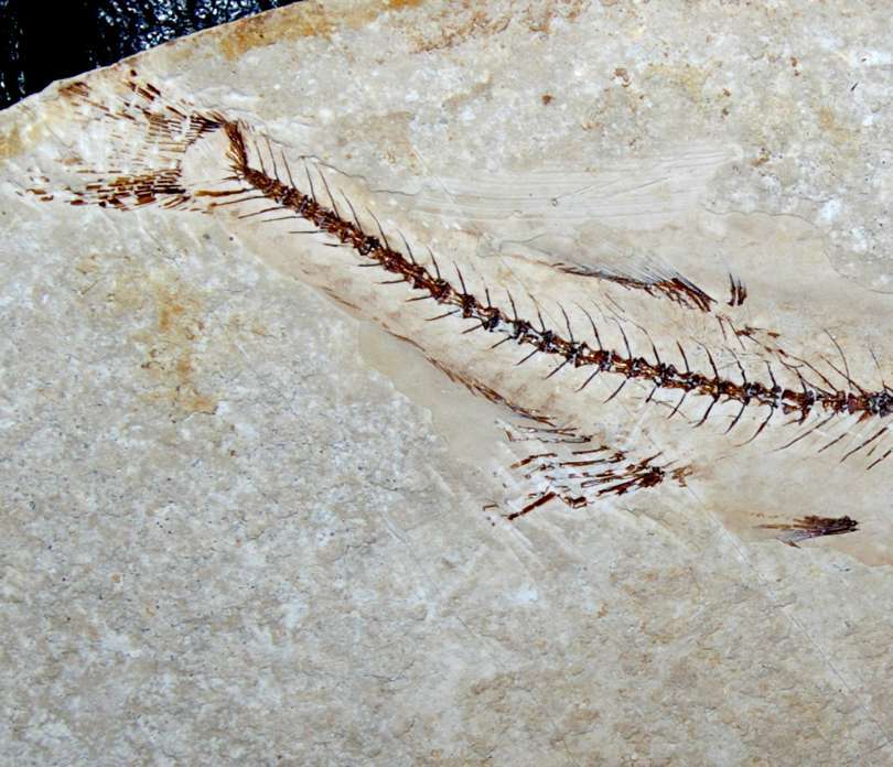 Scopeloides glarisianus Fossilien Fisch