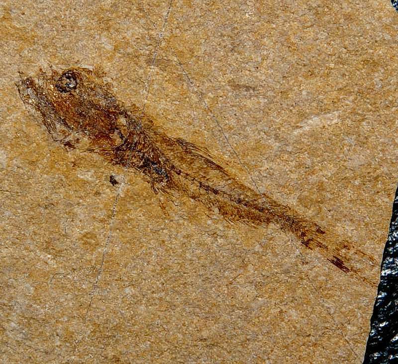 Fossilien Fisch Eomyctophum menneri
