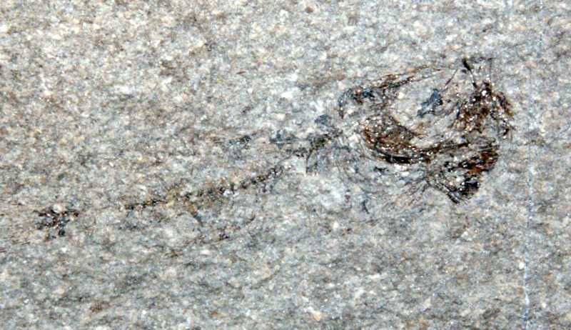 Fossilien Fisch Polyipnus sobnioviensis