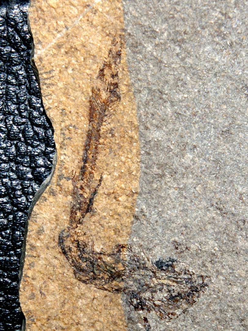 Fossilien Fisch Idrissia carpathica