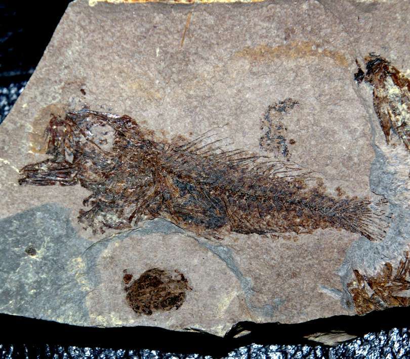 Fossilien Fisch Serranus budensis 