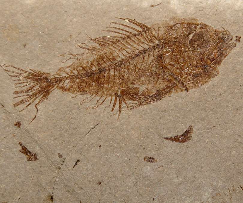 Fossilien Fisch Prolates 