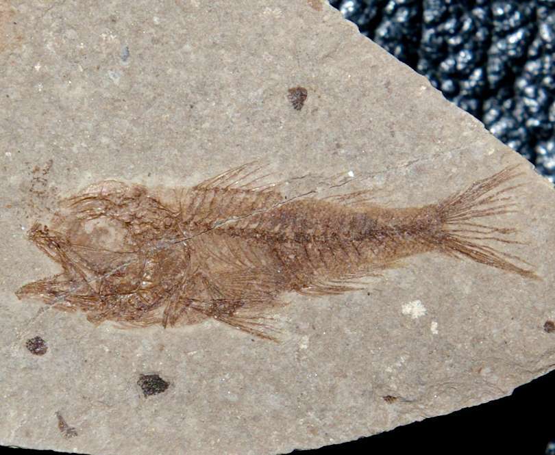 Fossilien Fisch Serranus 