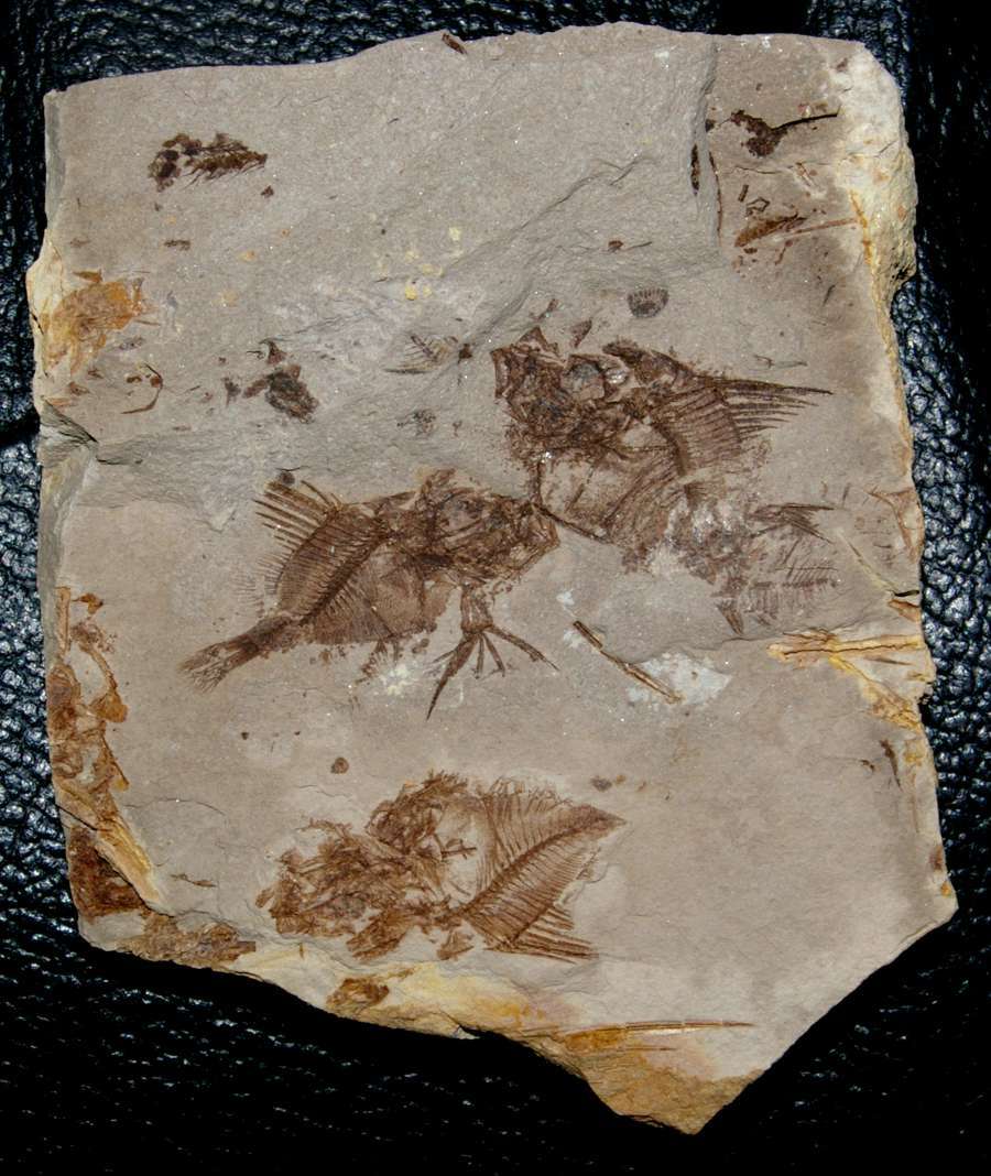 Fossilien Fisch Capros radobojanus