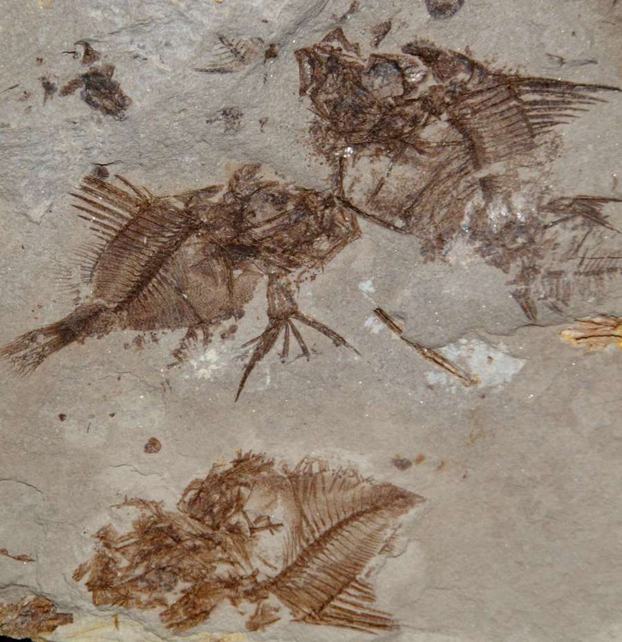 Fossilien Fisch Capros radobojanus