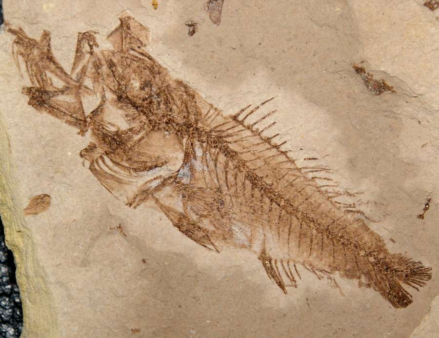 Fossilien Fisch  