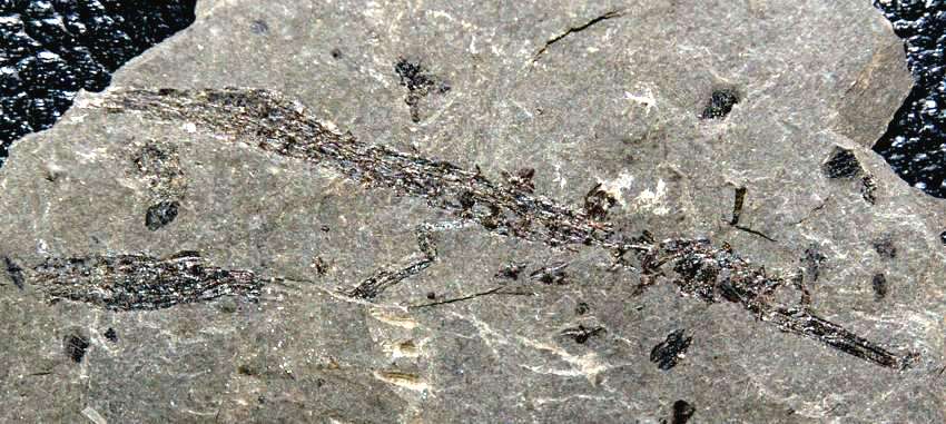 fossil pipefish