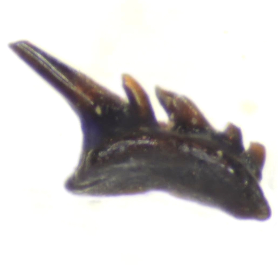 Fossil tooth