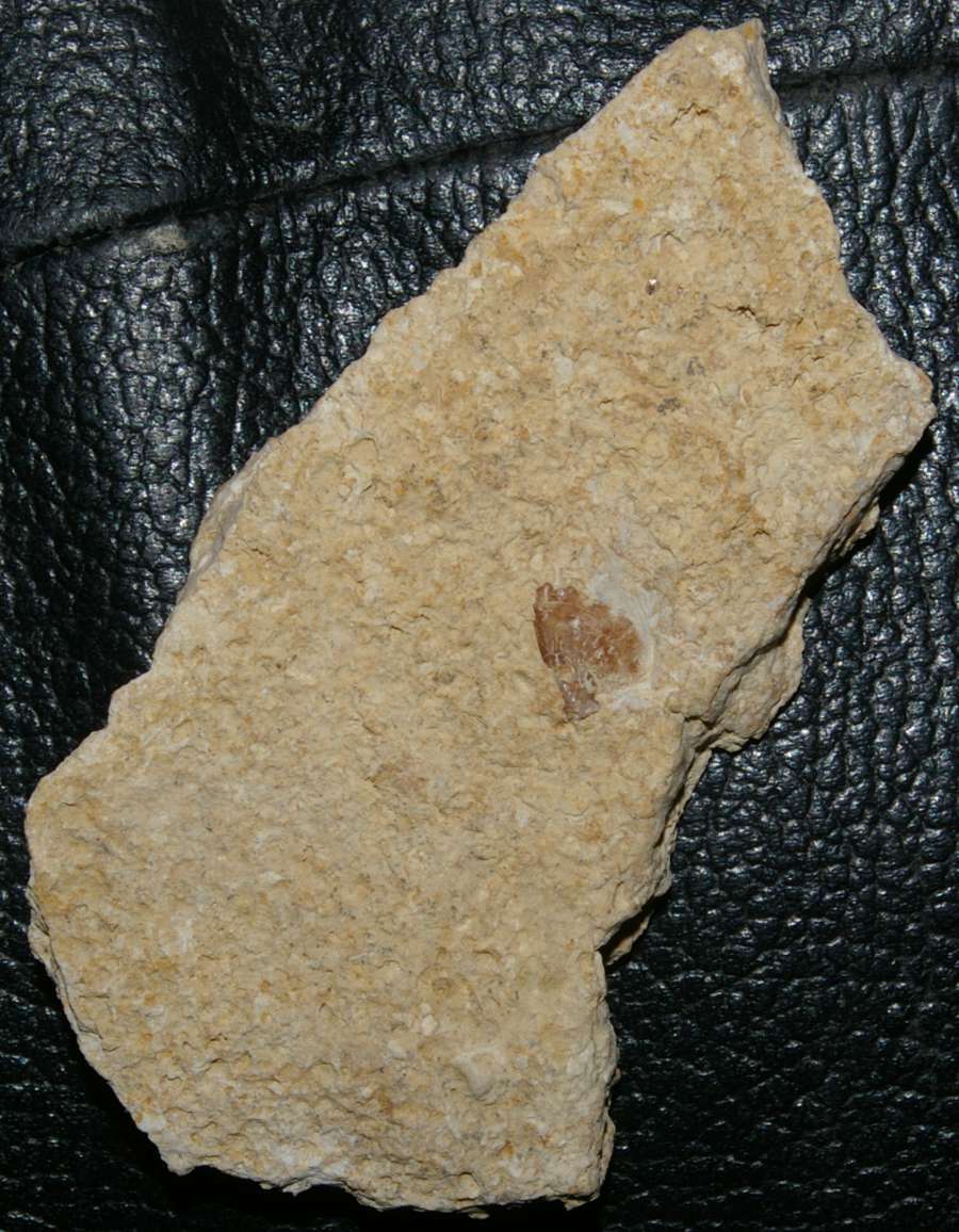 Muschelkalk fossil reptile