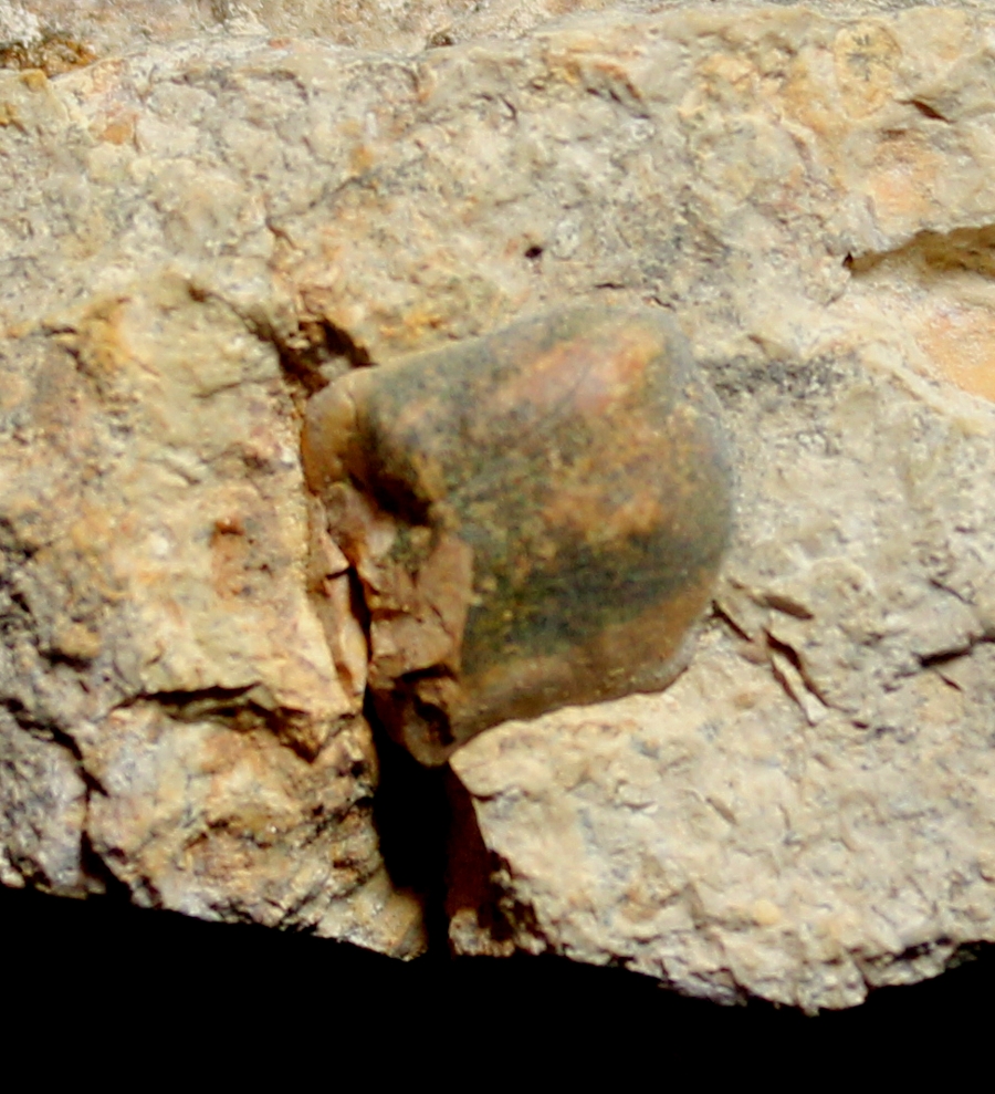 Triassic reptile fossil bone