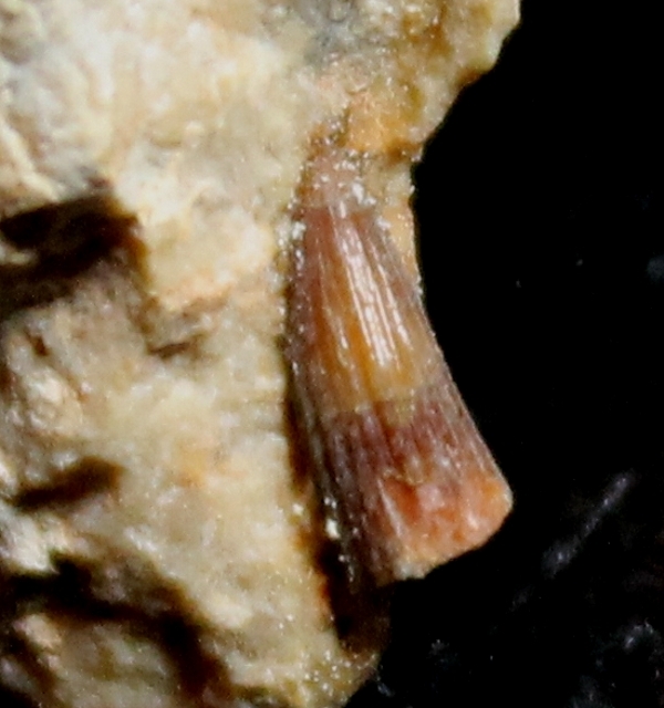 triassic reptile tooth