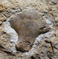  Reptile fossil