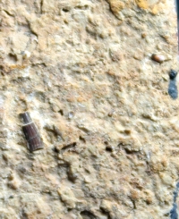  fossil tooth